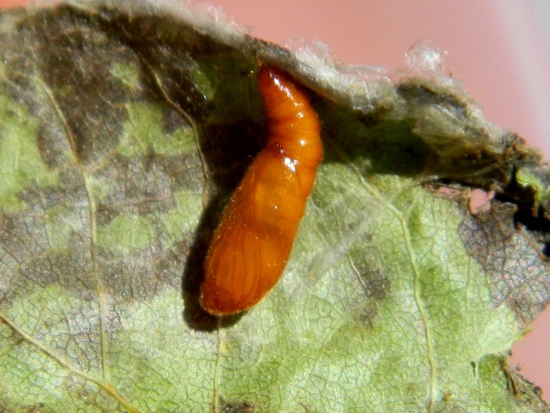 Anacampsis populella - Gelechiidae